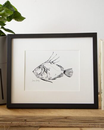 Little John Dory print