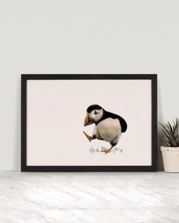 Puffin - A4 Illustration