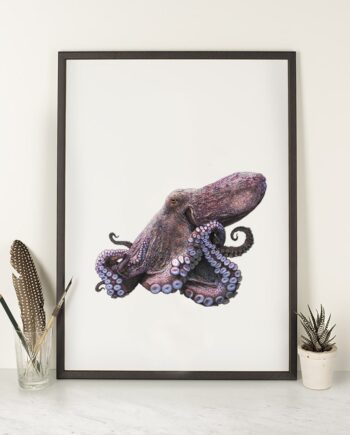Common Octopus - Art Print