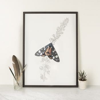 Scarlet Tiger Moth - A4 Print