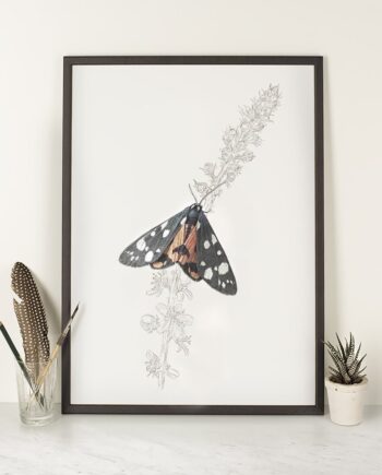 Scarlet Tiger Moth - A4 Print