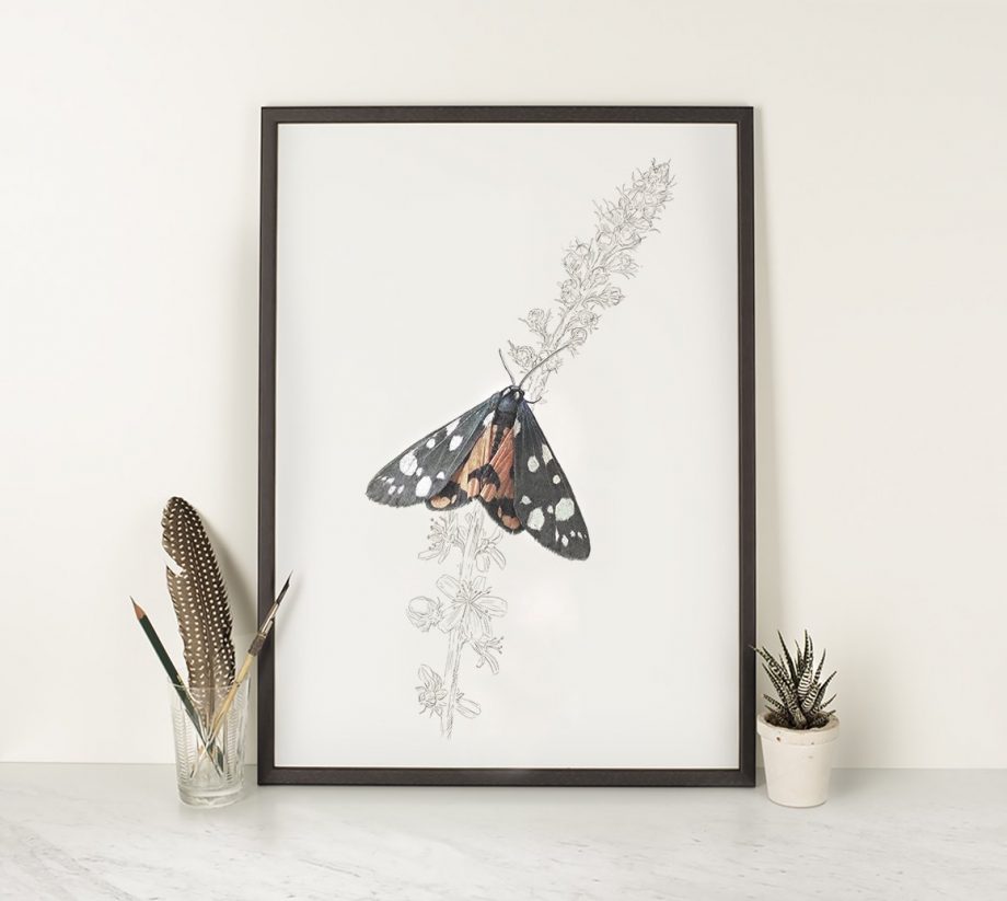 Scarlet Tiger Moth - A4 Print