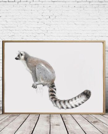 Ring Tailed Lemur - Art Print