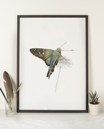 Long Tailed Skipper Butterfly