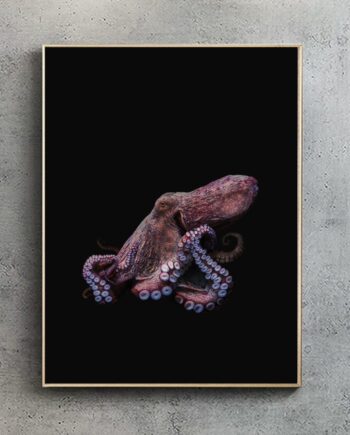 Octopus Art Print Black Edition