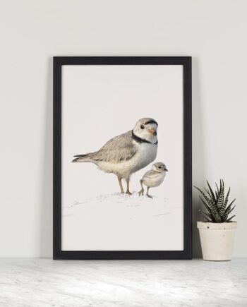 Piping Plovers - A4 Art Print