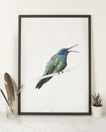 Sparkling Violetear Hummingbird - Art Print