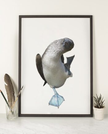 Blue Footed Booby Illustration