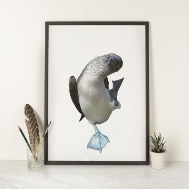 Blue Footed Booby Illustration