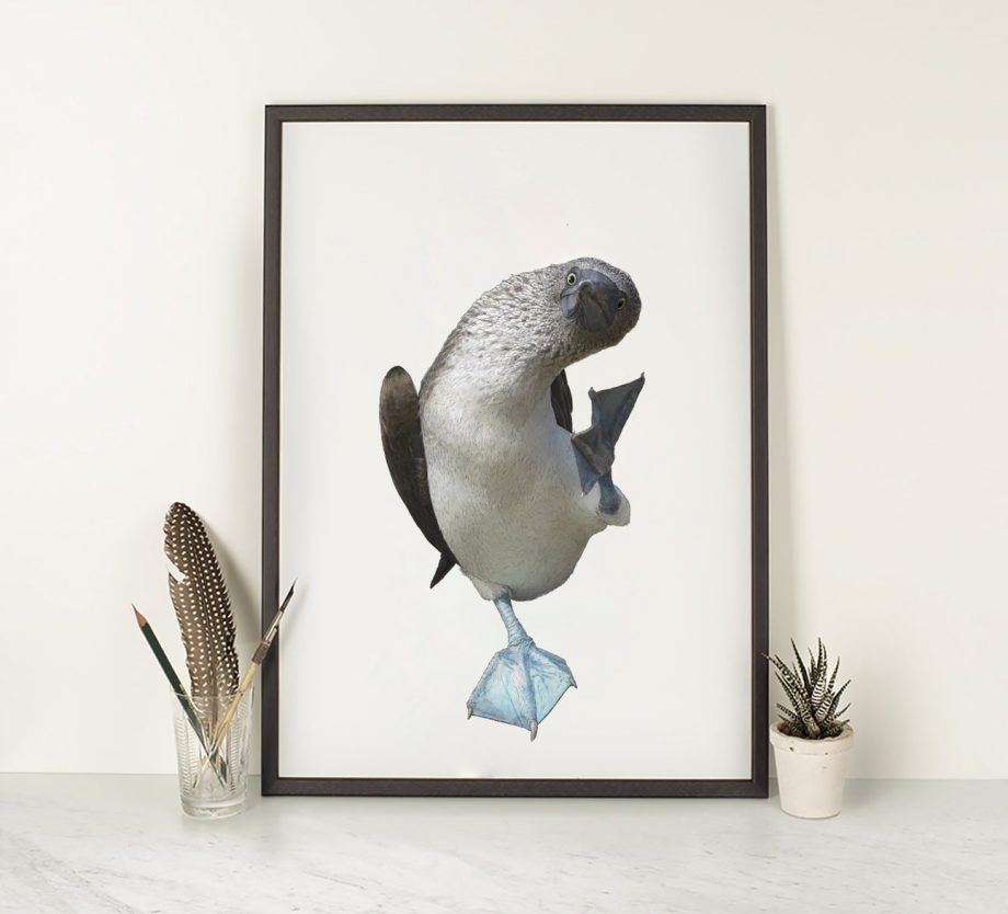 Blue Footed Booby Illustration