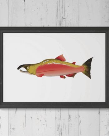 Sockeye Salmon Print