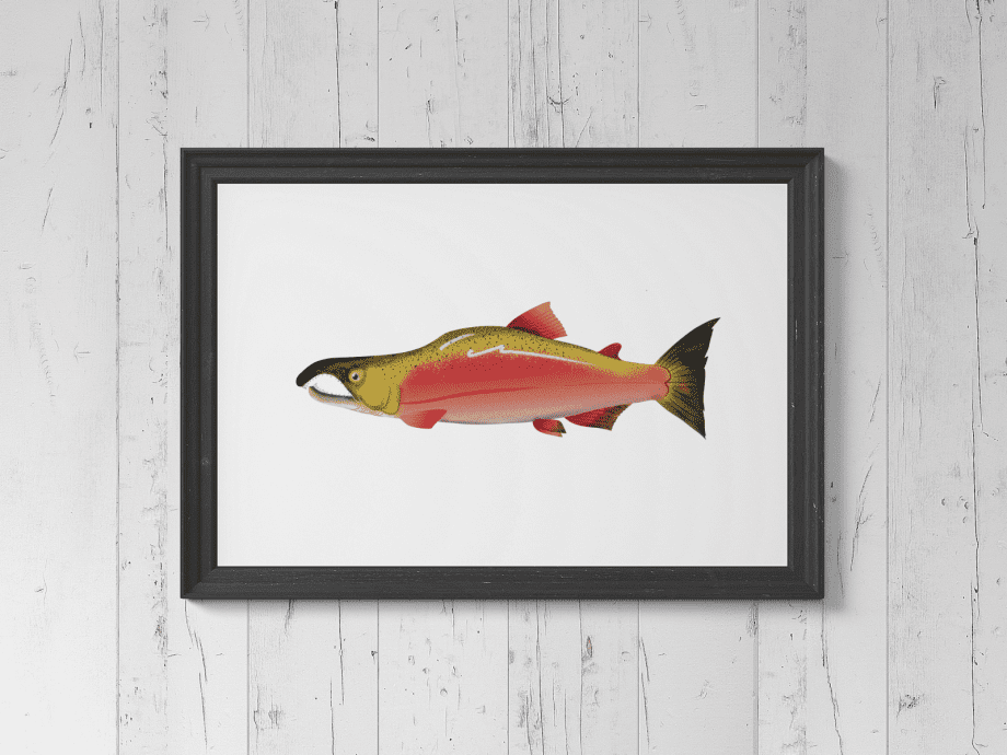 Sockeye Salmon Print