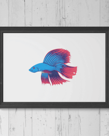 Siamese fighting fish (Betta) Print