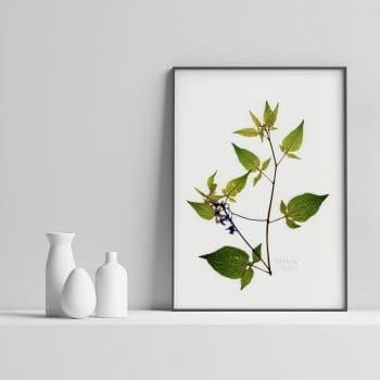 Woody Nightshade Art Print