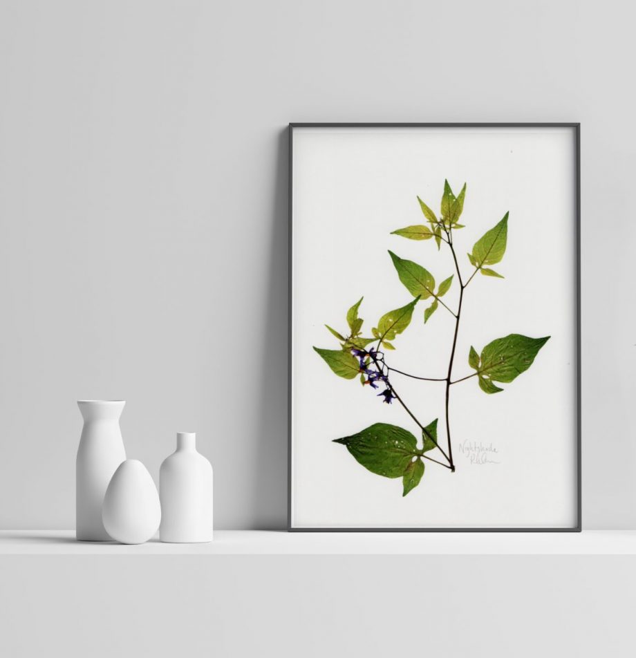 Woody Nightshade Art Print