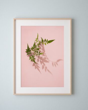 Jasmine Leaves on Pink Fine Art Print