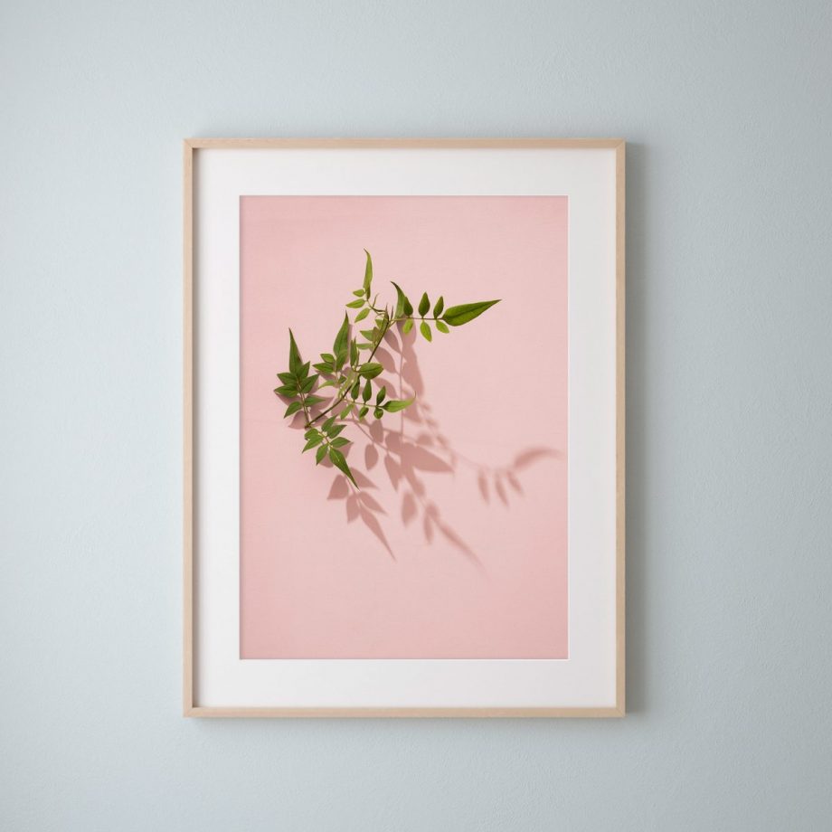 Jasmine Leaves on Pink Fine Art Print