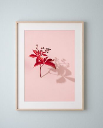 'Virginia Creeper on Pink', Fine Art Print (Unframed) from the series 'Sun, Shadows & Little Trees'
