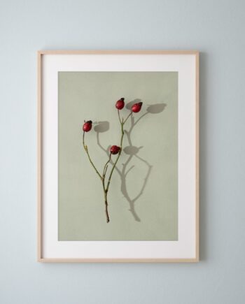 'Rosehips On Green' Fine Art Print
