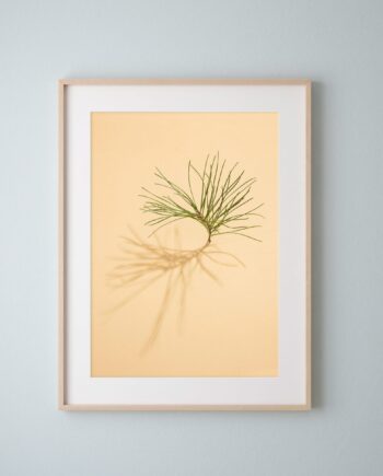 'Pine Tree on Yellow' Fine Art Print (Unframed) from the series 'Sun, Shadows and Little Trees'