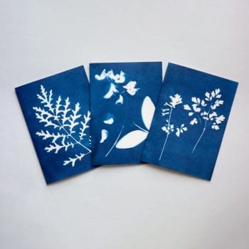 Blue Cyanotype Botanical Greetings Cards - Set of 3