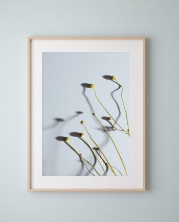 Japanese Anenome on Blue - Fine Art Print