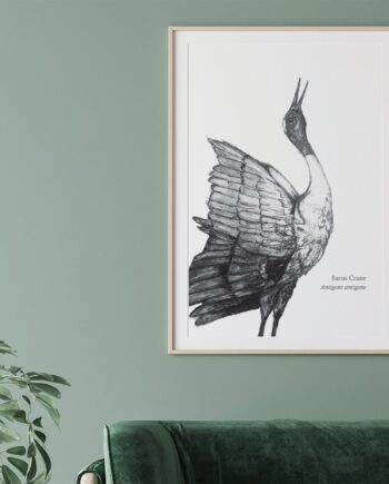 Sarus Crane Print - From The BirdLife Collection