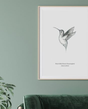 Hummingbird in flight A3 Print - The BirdLife Collection