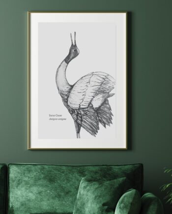 Sarus Crane A3 Print - The BirdLife Collection