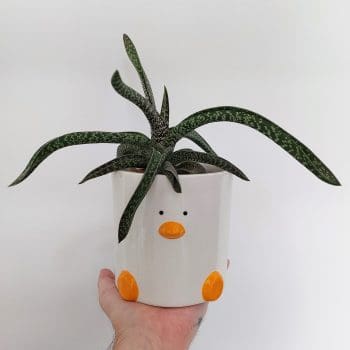 Duck Plant Pot