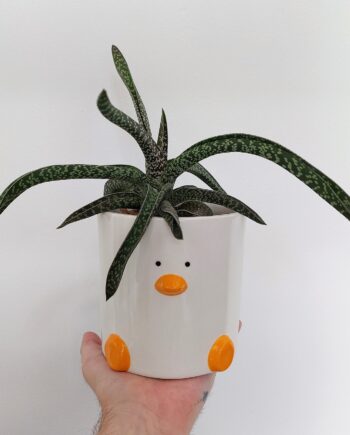 Duck Plant Pot