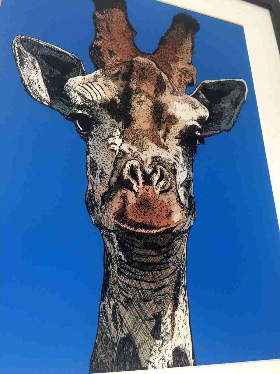 The Long Giant - Giraffe Portrait Print