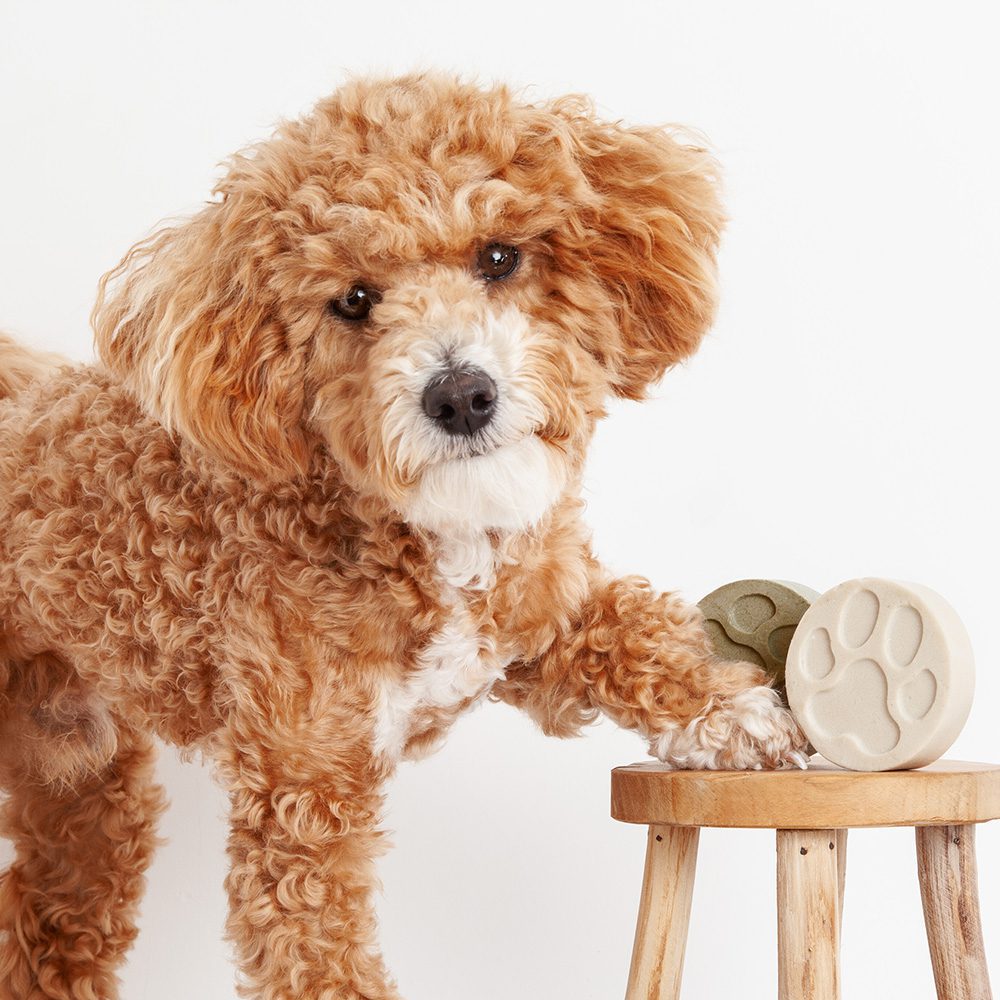 Dog with Dog Shampoo Bar