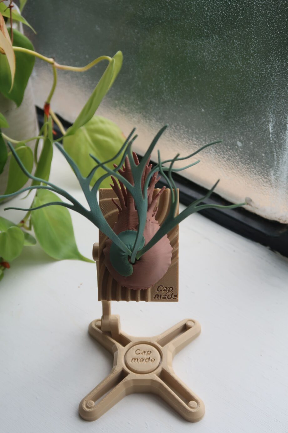 Staghorn Fern Model