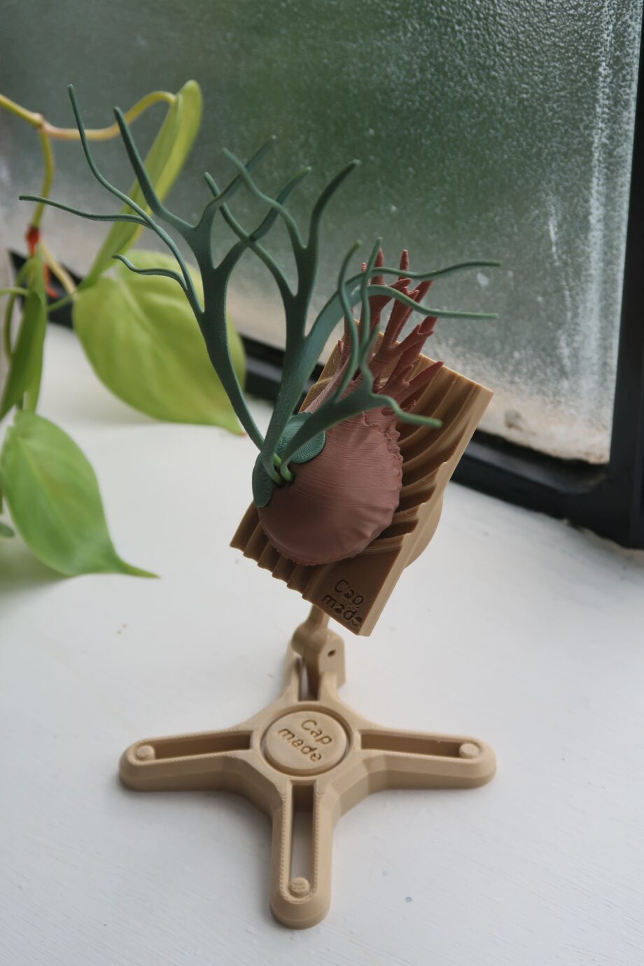 Staghorn Fern Model