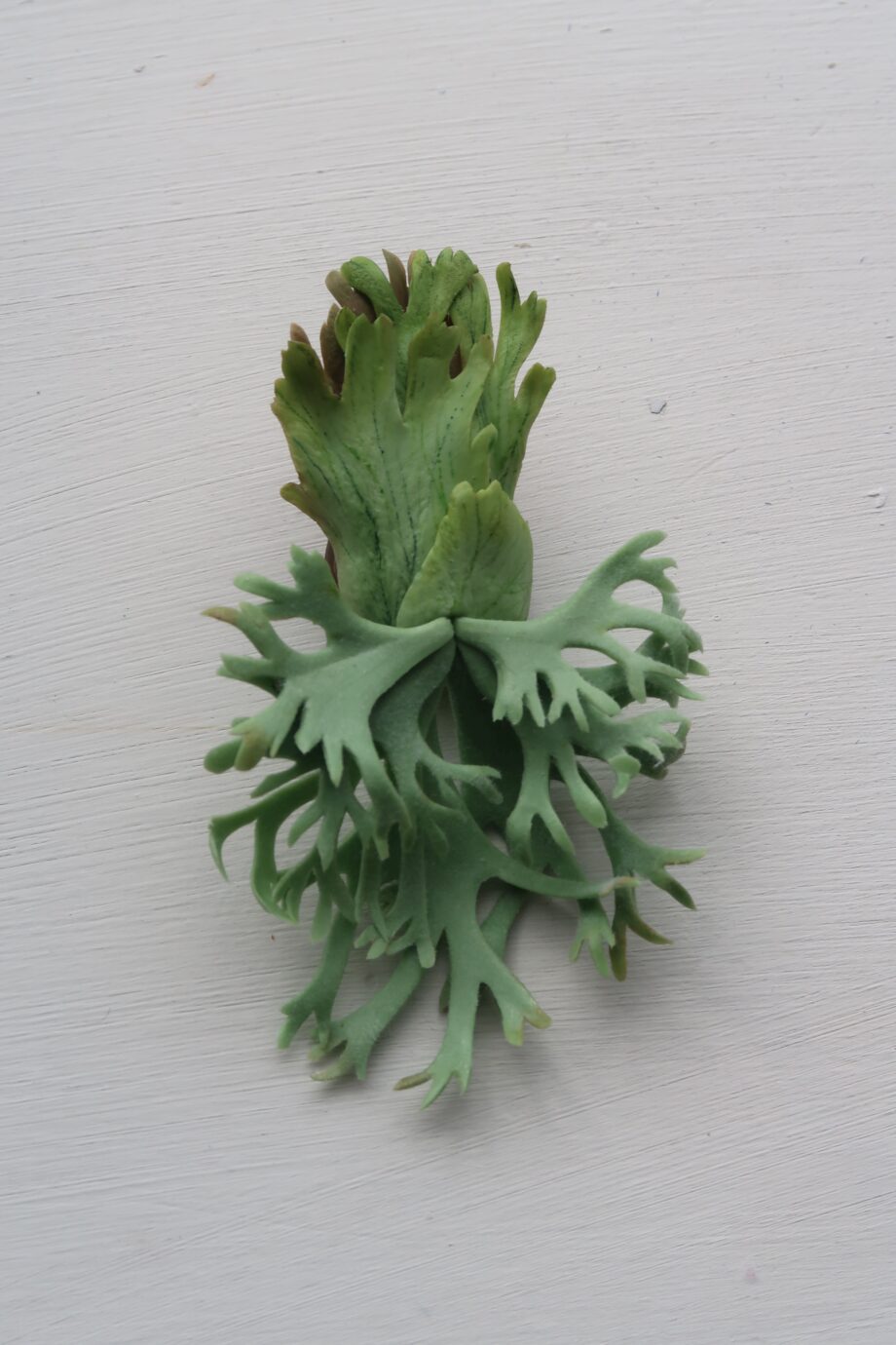 Handmade clay staghorn fern brooch