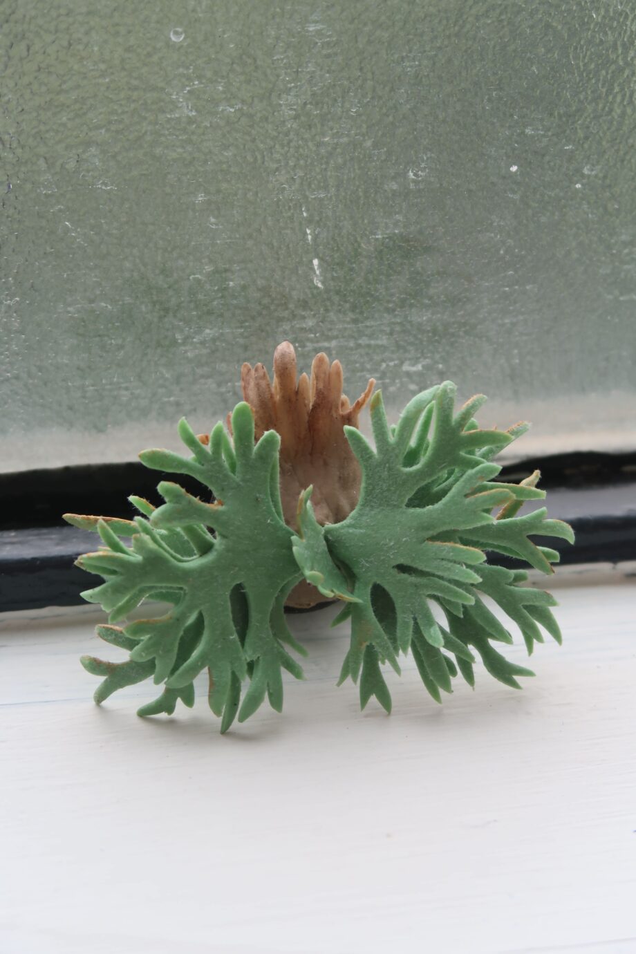 Handmade clay staghorn fern brooch