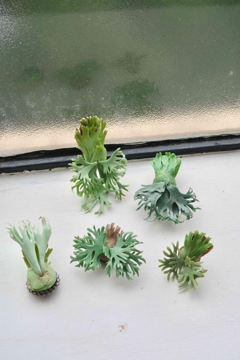 Handmade clay staghorn fern brooch