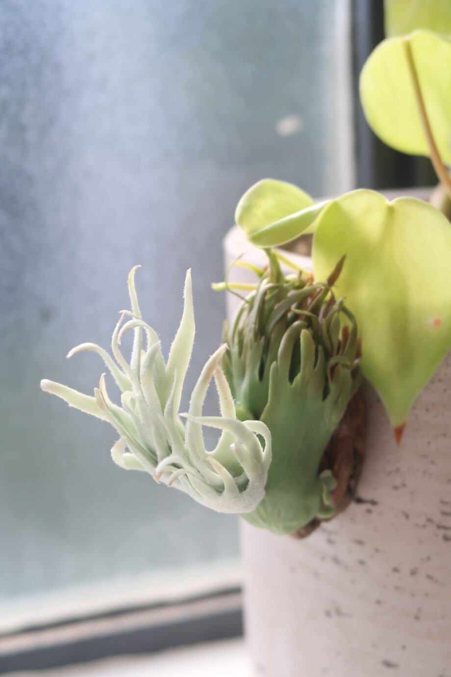 Handmade Clay Staghorn Fern Art Hanging