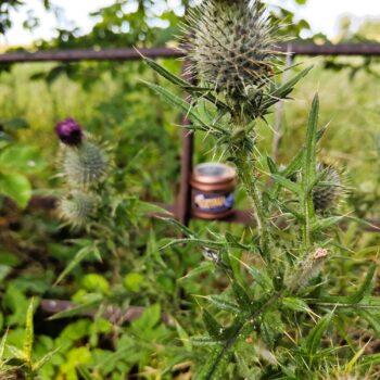 Wee Bit Hill and Glen candle - Scottish luxury candle capturing the fresh, green essence of Scotland's countryside