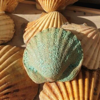 Sea Foam Blue Scallop