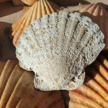 White Ceramic Bubbly Scallop Shell